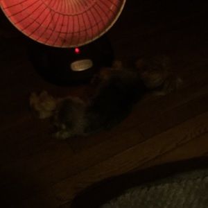 Meet your Posher, Debi